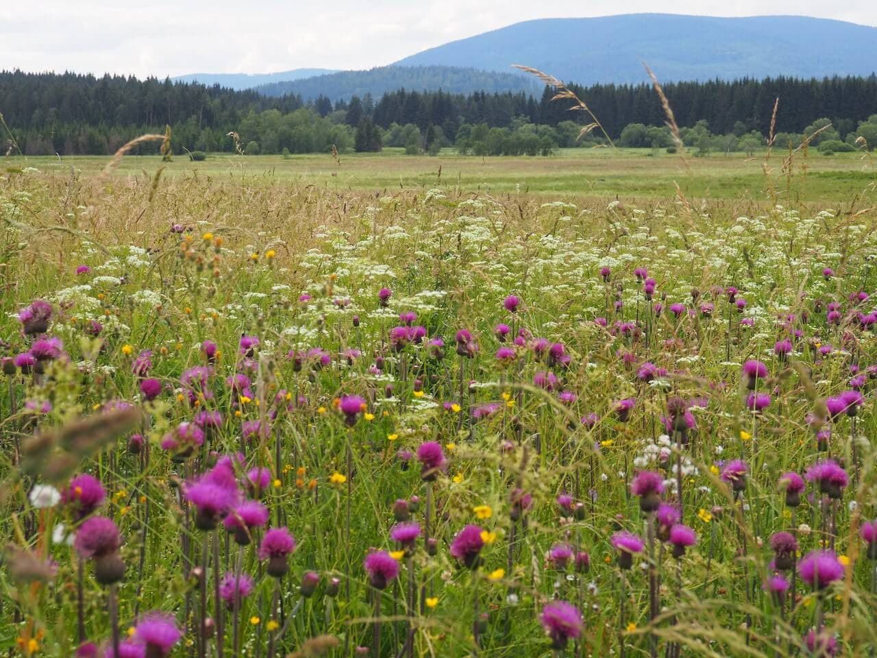 The Golden Trail through the Czech borderlands · 9