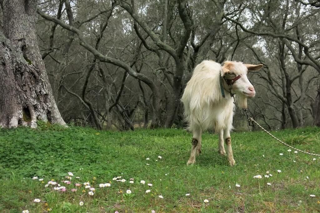 Corfu Trail: Across the Island on Foot · 5