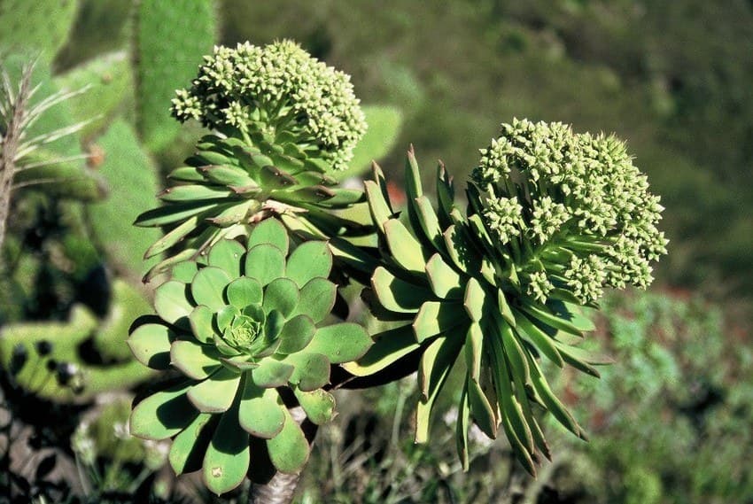 La Palma: Ruta de los Volcanes to the ocean · 19
