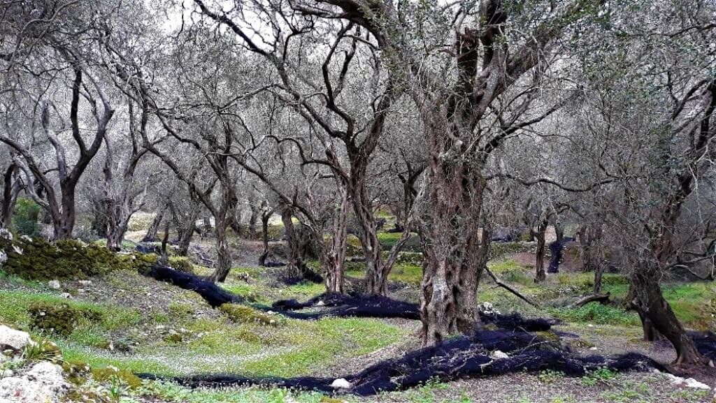 Corfu Trail: Across the Island on Foot · 11