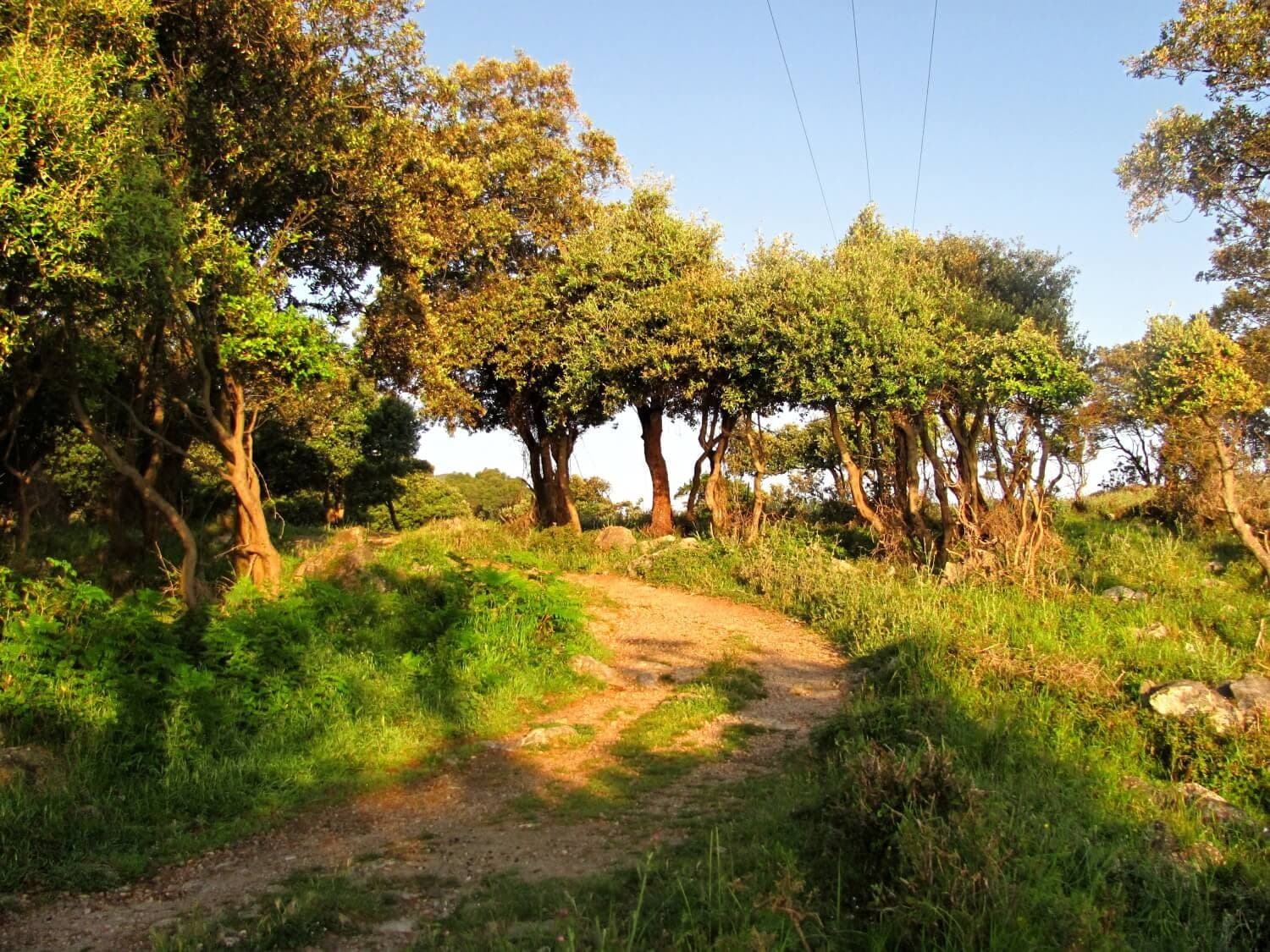 Camino Francés to Santiago de Compostela · 10