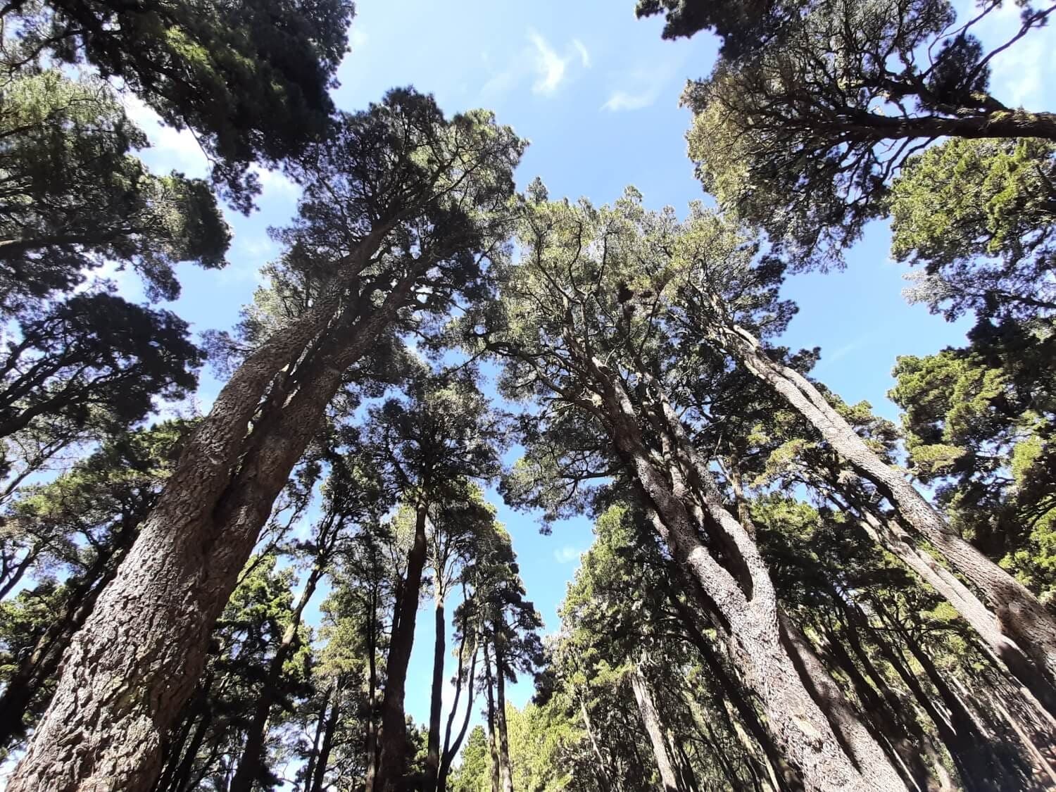 La Palma: Ruta de los Volcanes to the ocean · 7