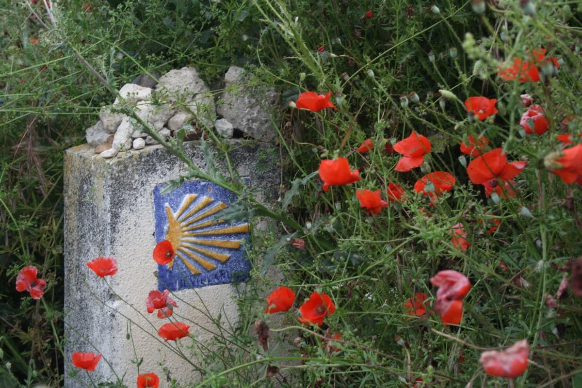 Camino Francés to Santiago de Compostela · 4