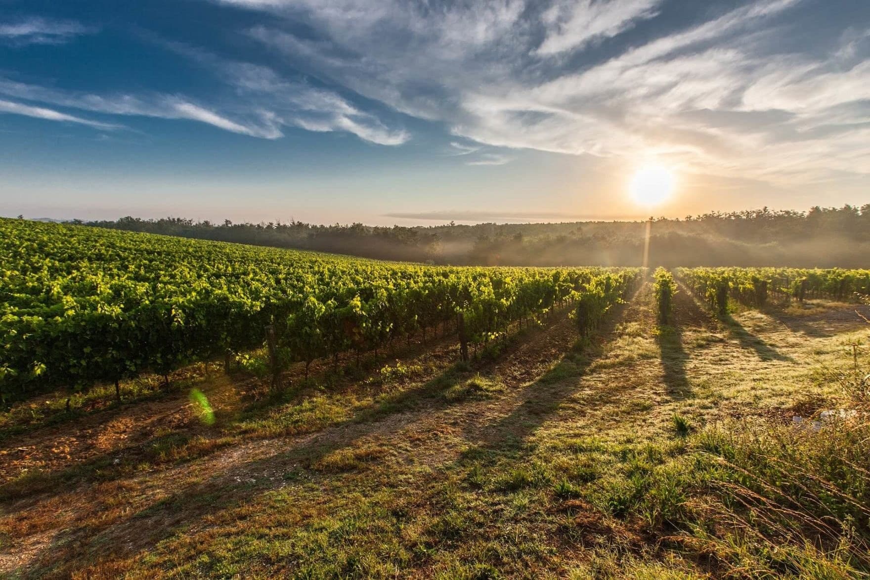Across Pálava: Popice to Mikulov · 4