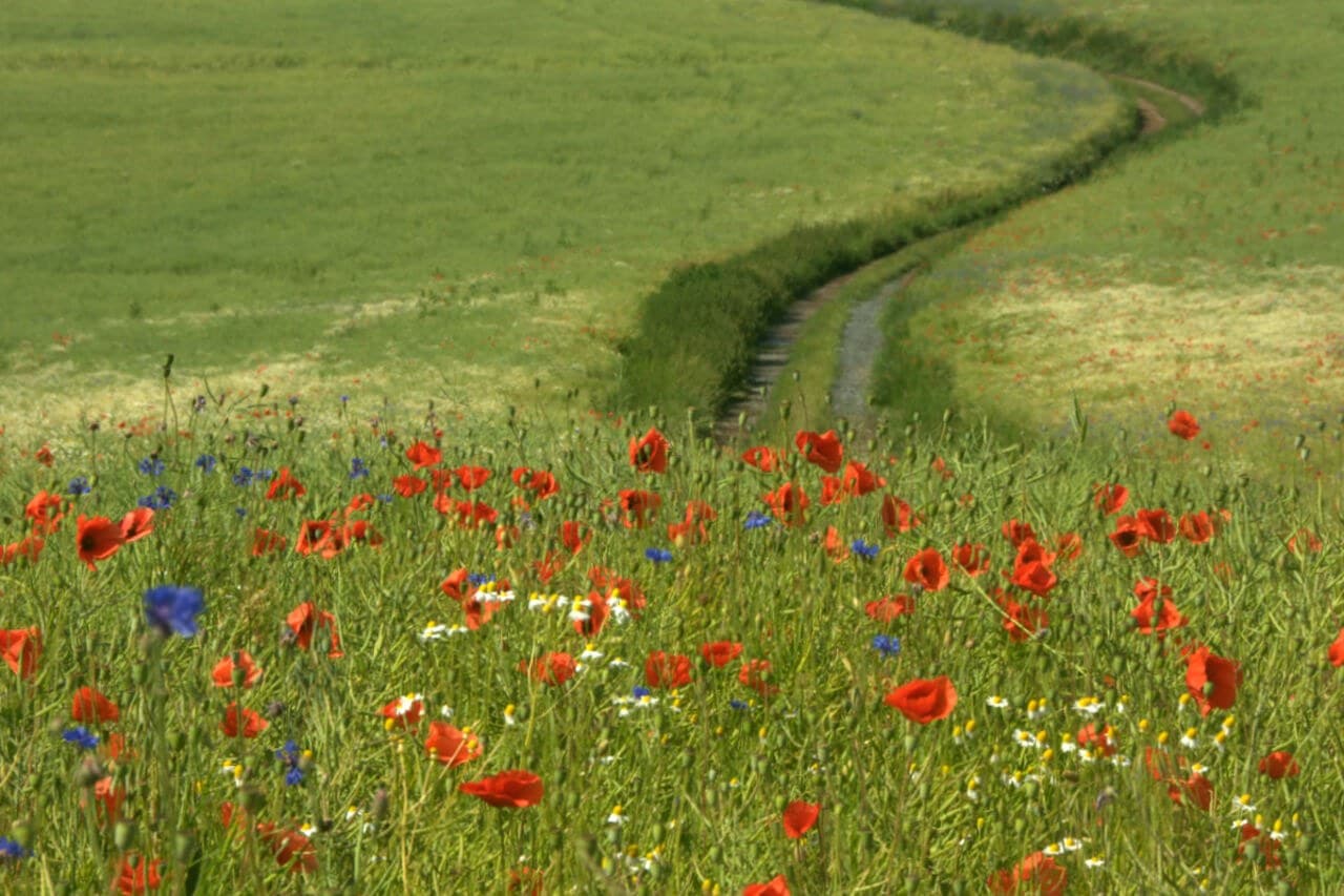 The Blaník–Říp pilgrimage · 4