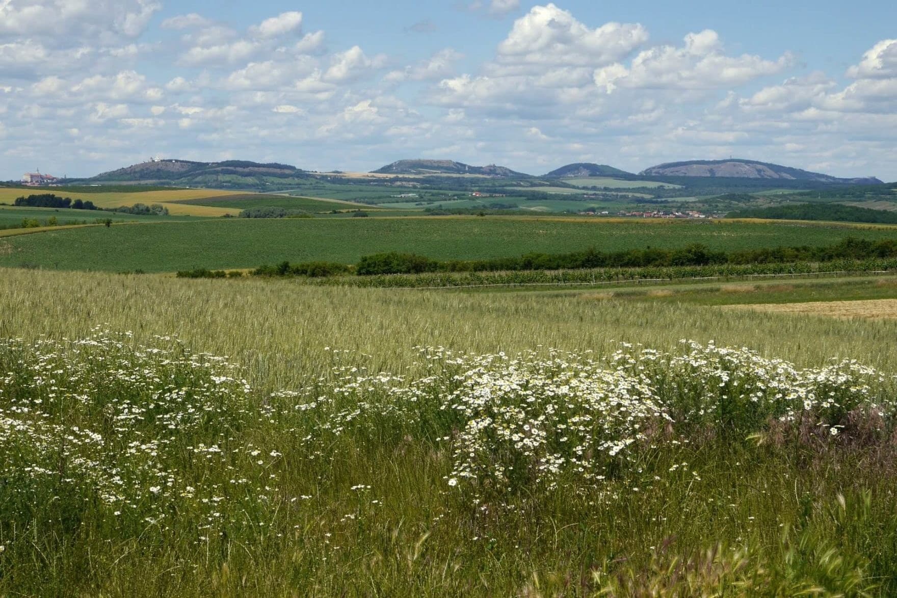 Across Pálava: Popice to Mikulov · 8